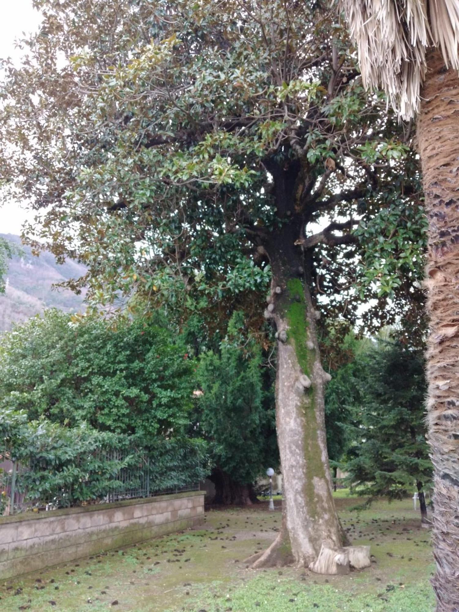 Villa Pellicano -Il Nido Castellammare di Stabia Exteriér fotografie